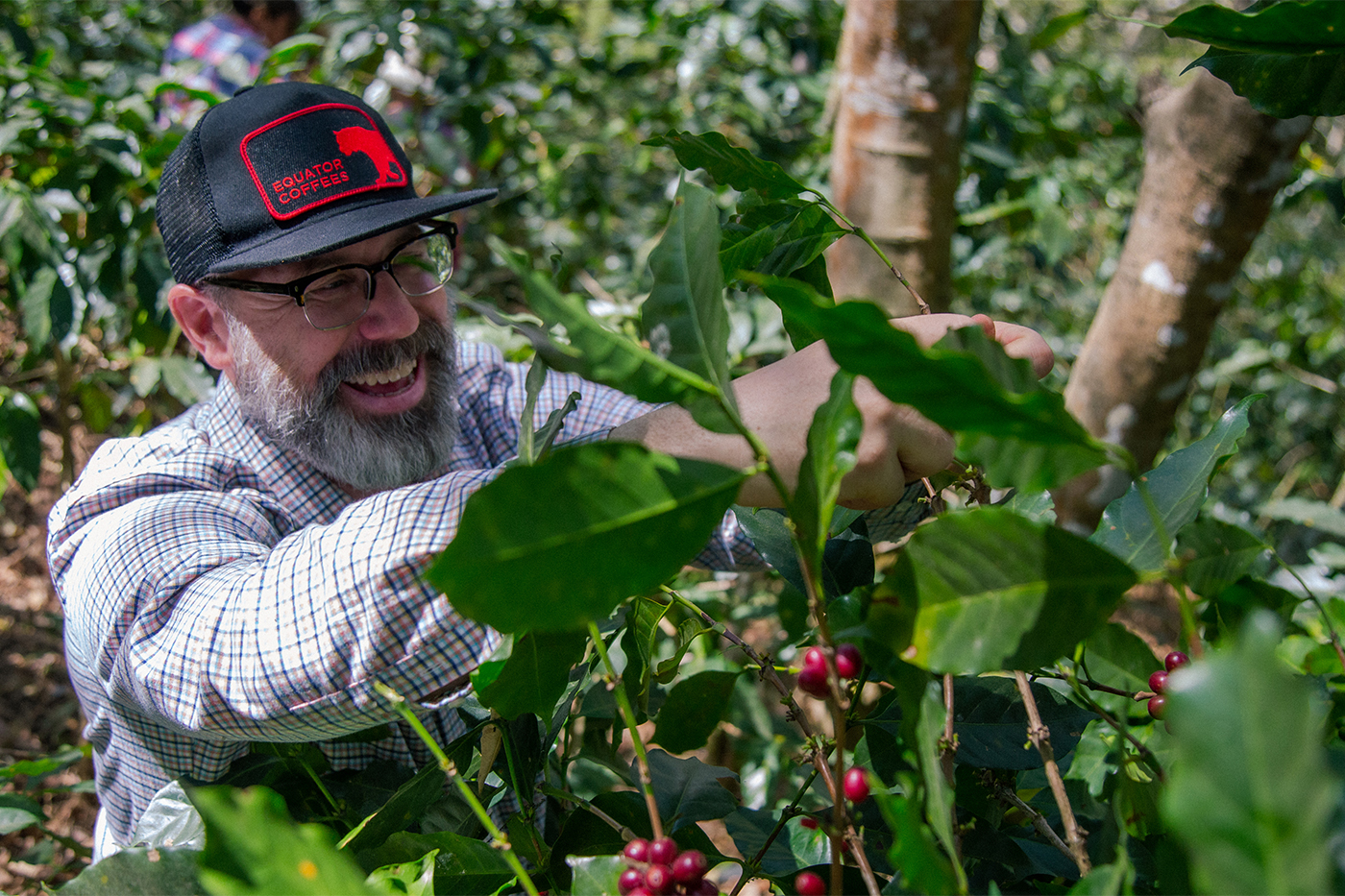 A person wearing an Equator Coffees branded hat picking coffee beans.