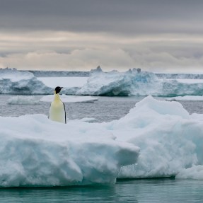 emperor penguin on iceberg