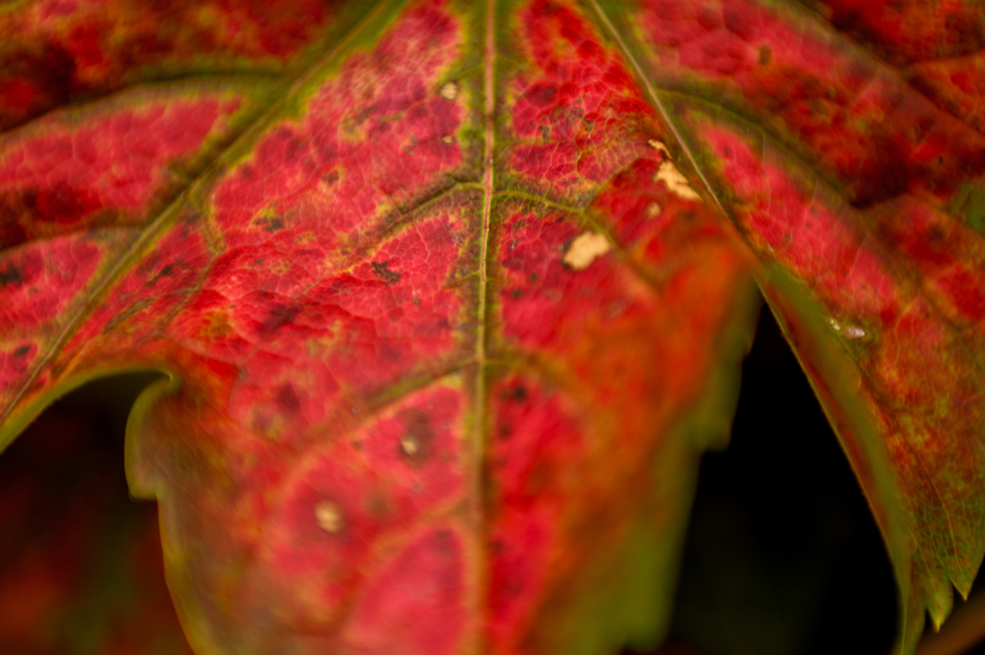 Rake in the leaves - Northeastern Global News