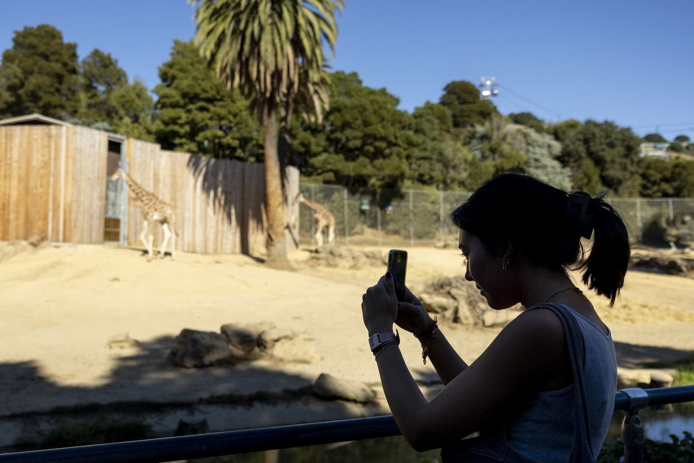 Student taking a photo of giraffes at the Oakland Zoo.