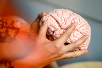 Hands holding a pink plastic model of a brain.