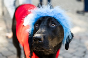 A dog dresses up as Thing 2 from Dr. Seuss' classic, "The Cat in the Hat."