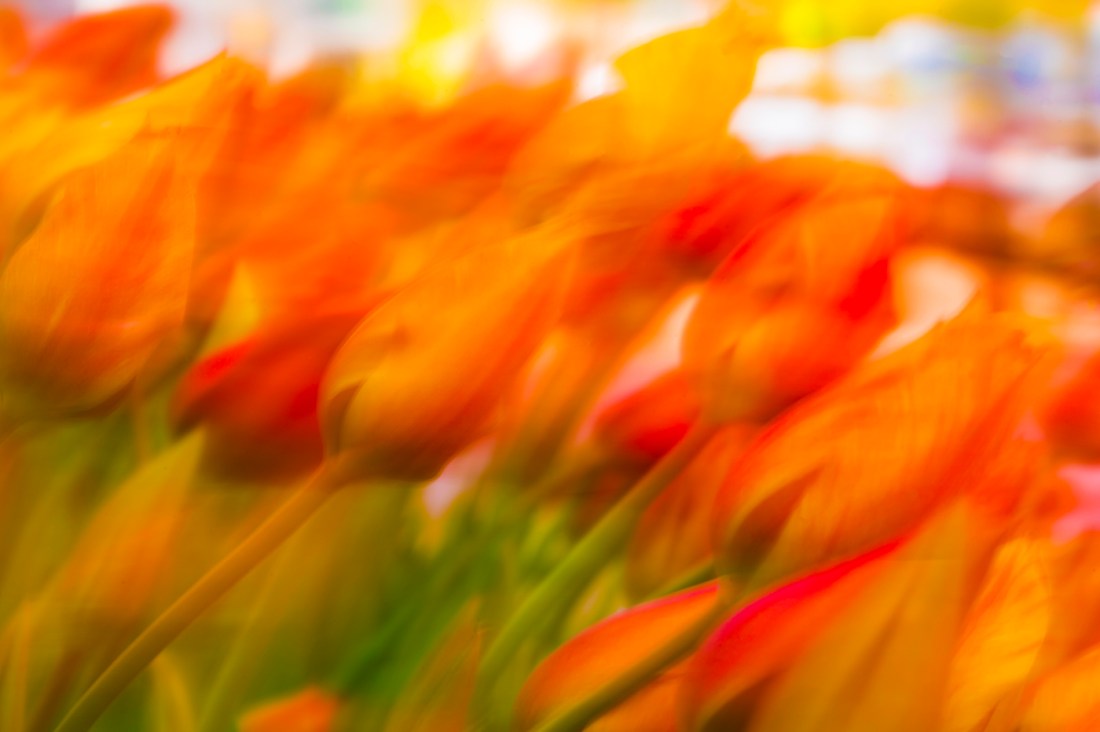 Slightly blurred orange and red tulips.