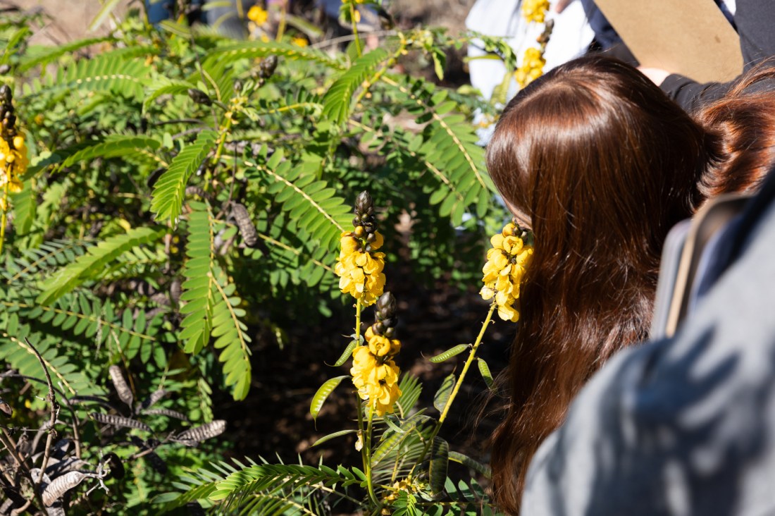 Student smelling a plant with yellow flowers. 