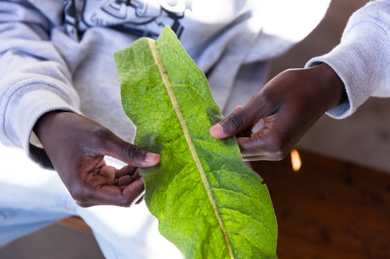 Student holding a large leaf from a plant in the Mills Community Farm. 