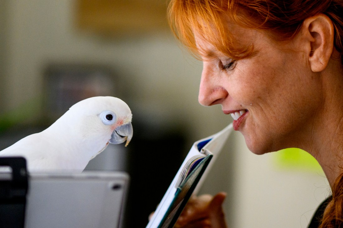 A white cockatoo looking at a book that a person with orange-red hair is holding.