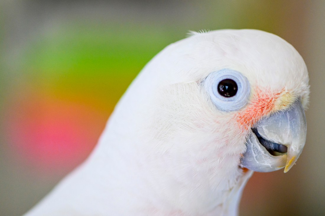 A white cockatoo with blue eyes and a grey beak. 