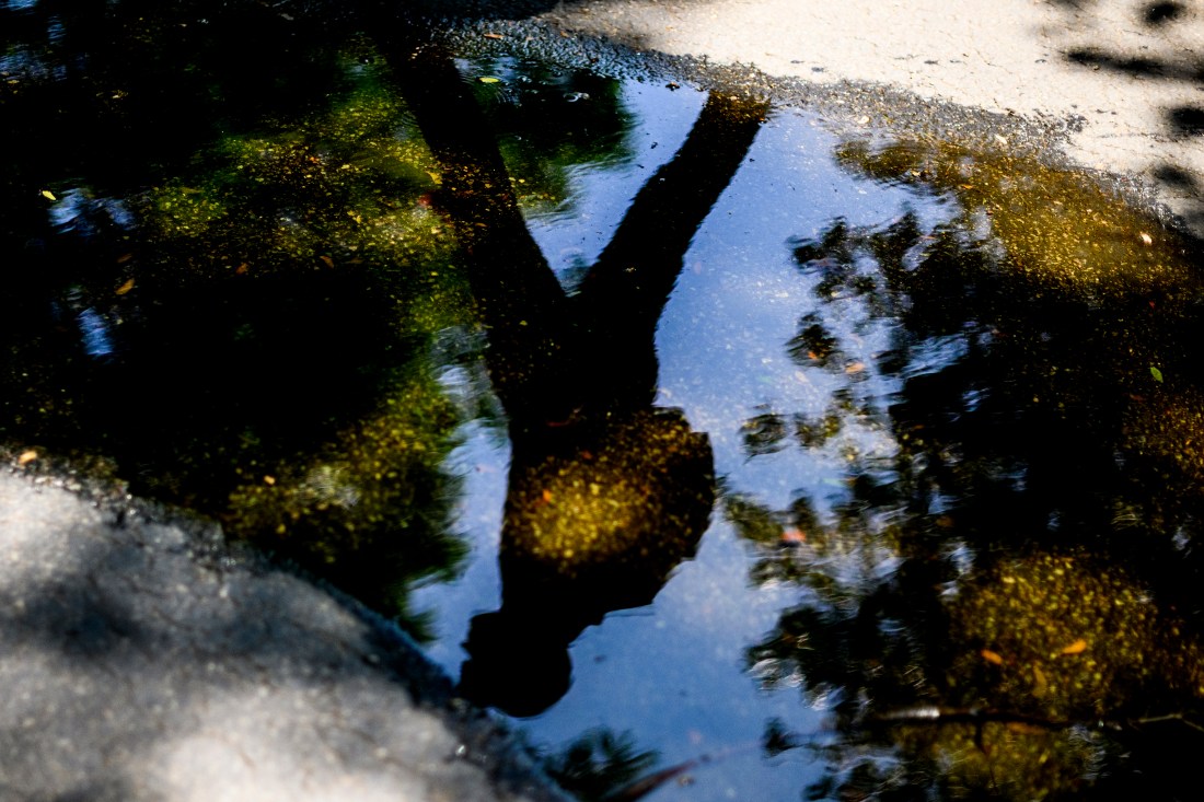 Reflection in a puddle of a person walking on campus.