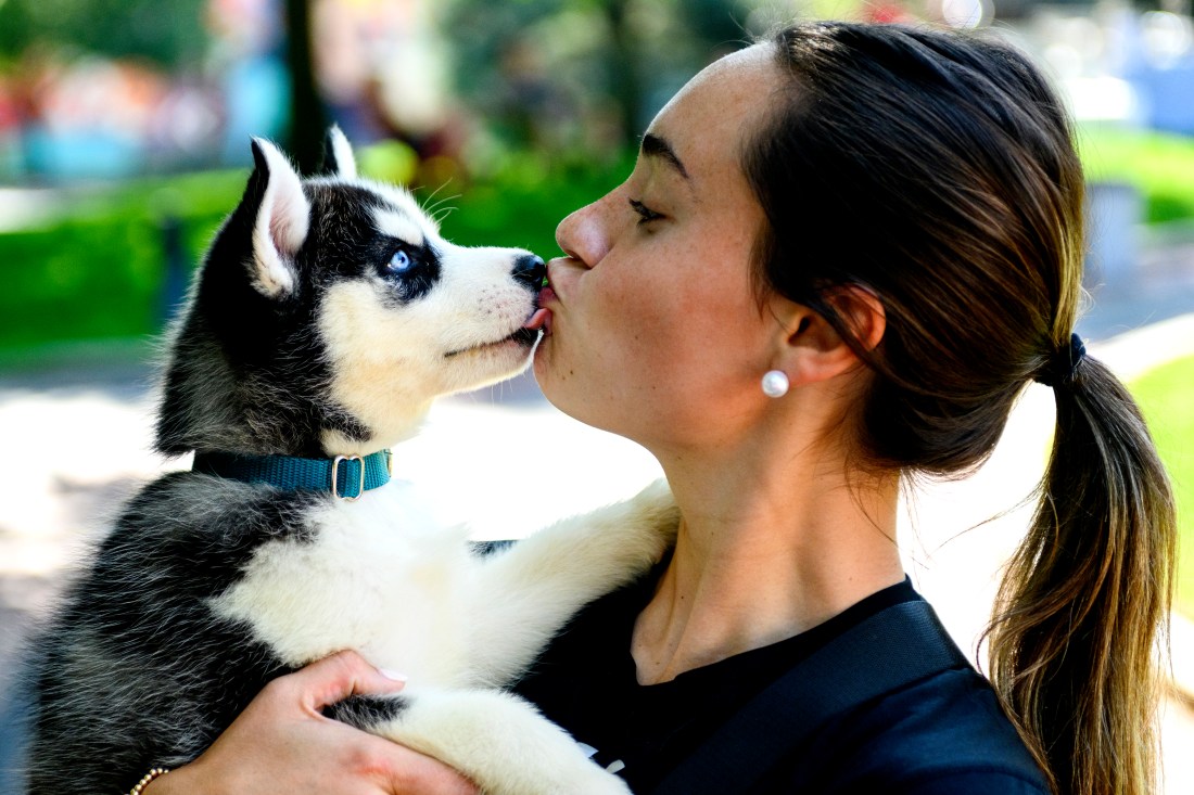 Husky puppy licking a Northeastern community member's face.