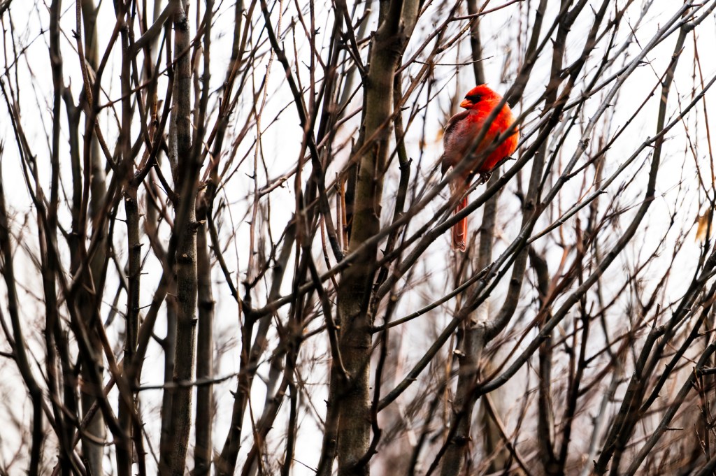 A cardinal perches on a tree branch outside on a cloudy day.