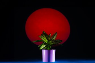 A fake plant on a black background.