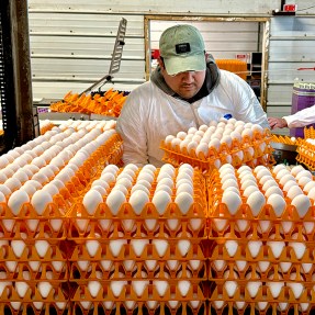 A worker moving orange crates of eggs.