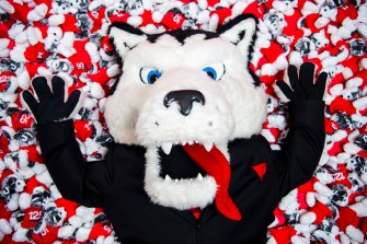 Northeastern's husky mascot, Paws, lays down on dozens of husky stuffed animals while wearing a black suit with a red tie.