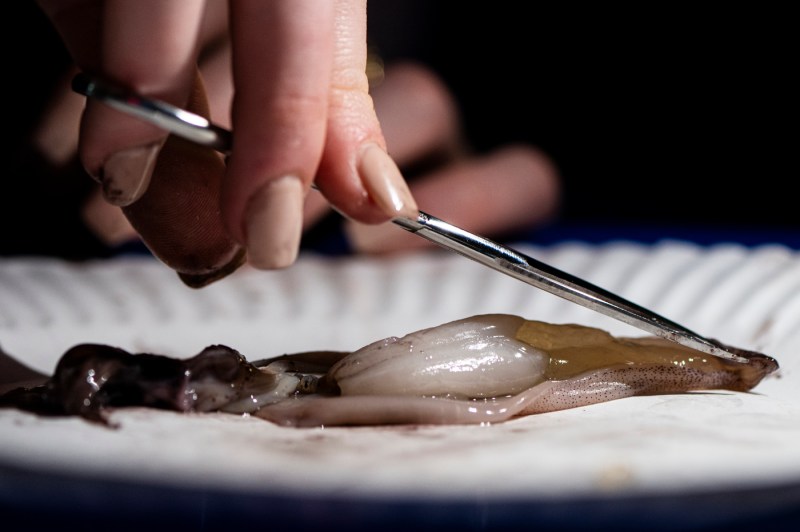 Student dissecting an oyster.