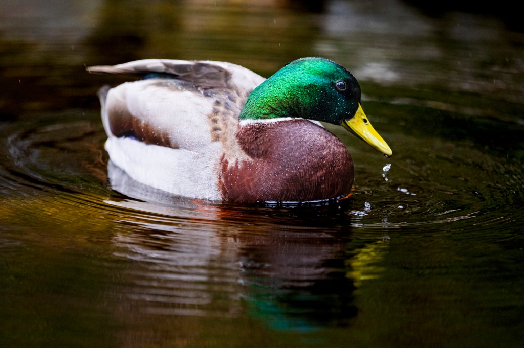 A mallard duck swims in a pond.