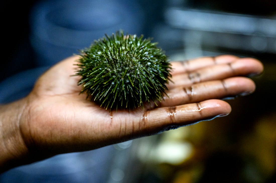 A green sea urchin in a student's hand.