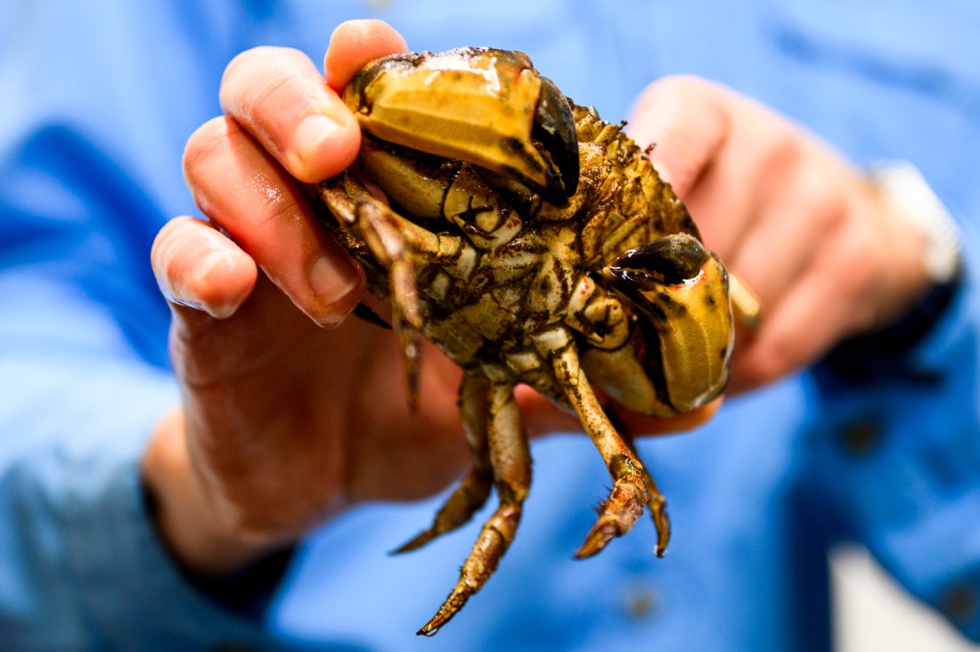 A person holding a crab.
