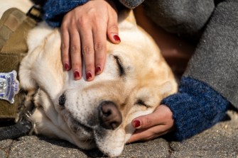 A yellow labrador retriever enjoys pets while lying on the ground outside on a sunny day.