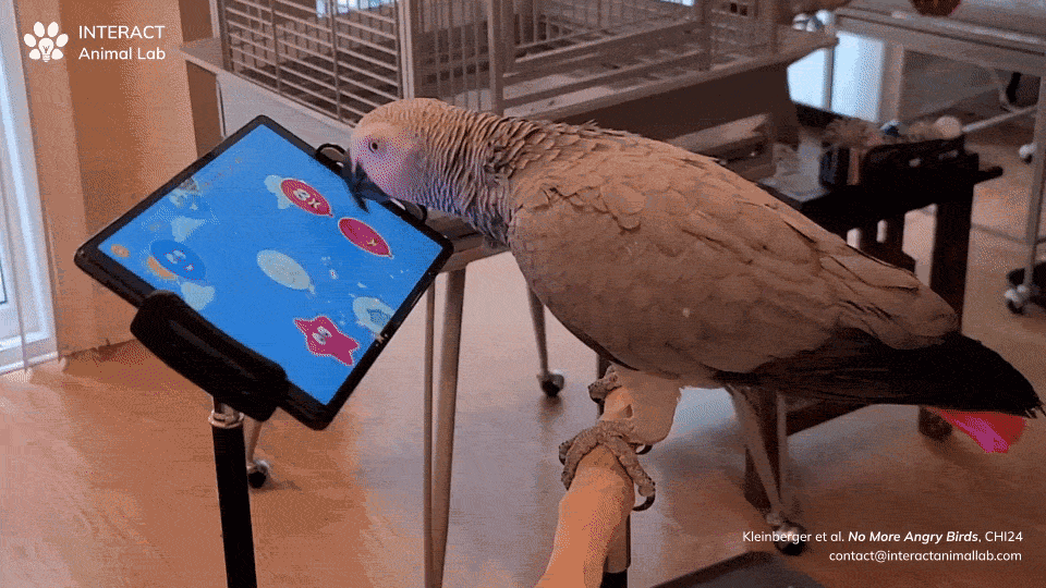 A gray parrot taps at an iPad with its tongue, popping balloons on the screen.
