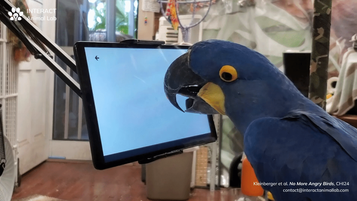 A hyacinth macaw (blue parrot) tapping at a tablet screen with its tongue.
