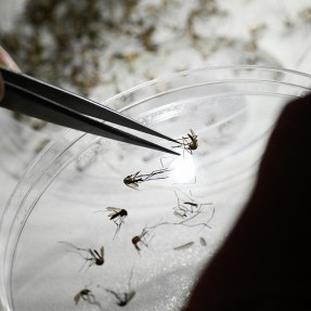 Mosquitos in a petri dish.