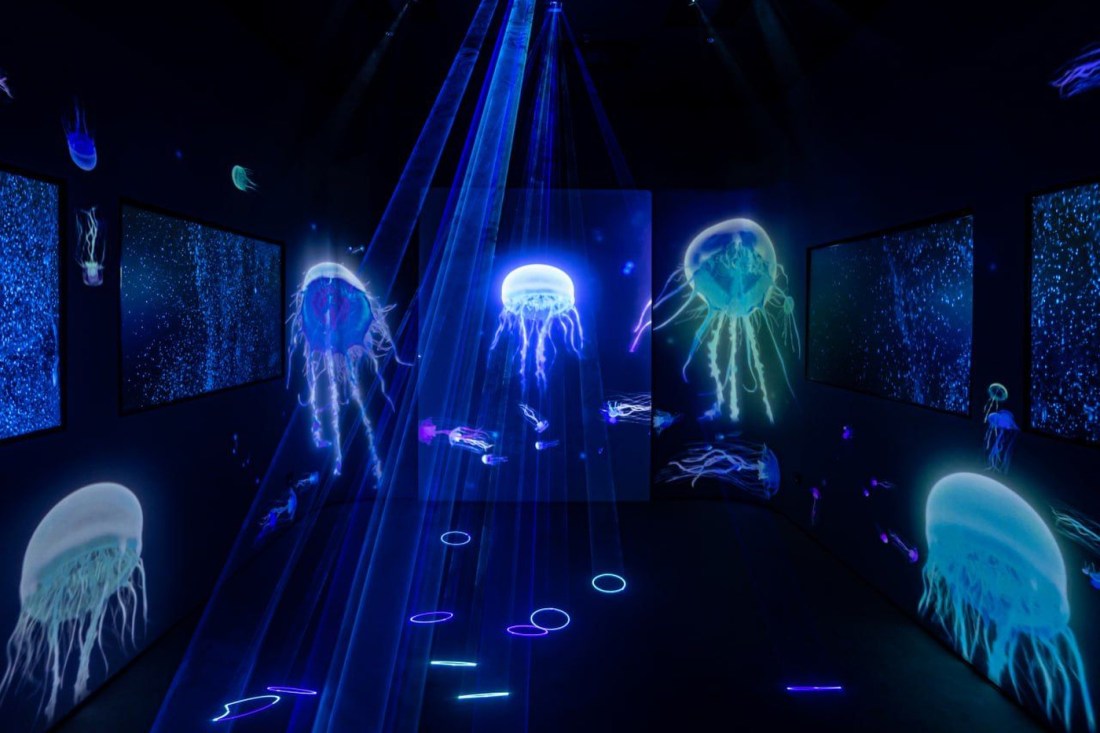 Art gallery in Dubai in dark lit room with displays of jellyfish.