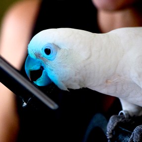 A white parrot taps on the screen of a tablet.