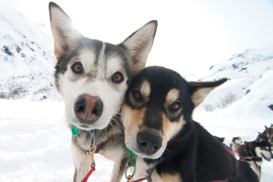 Two huskies side by side up close to the camera.