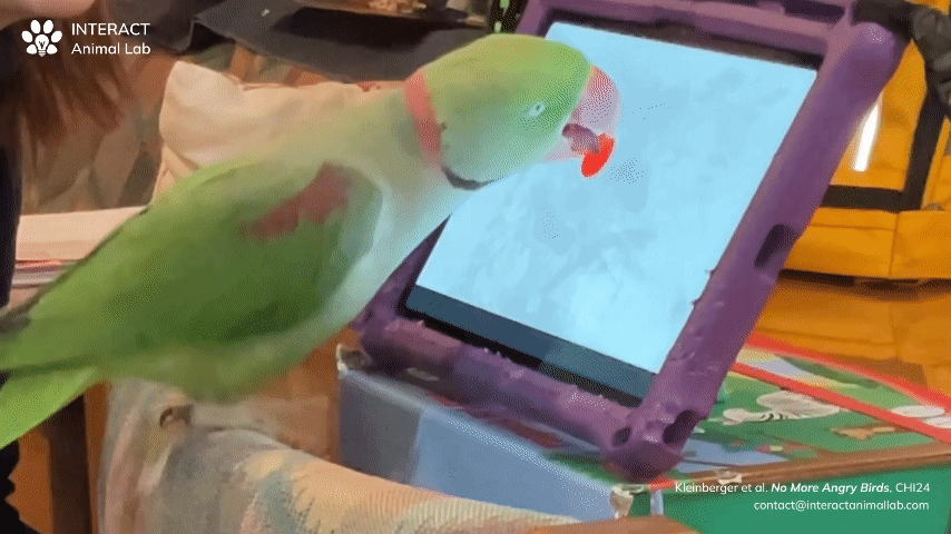 A green parrot taps a red circle on a white screen that periodically changes location with its beak and tongue.
