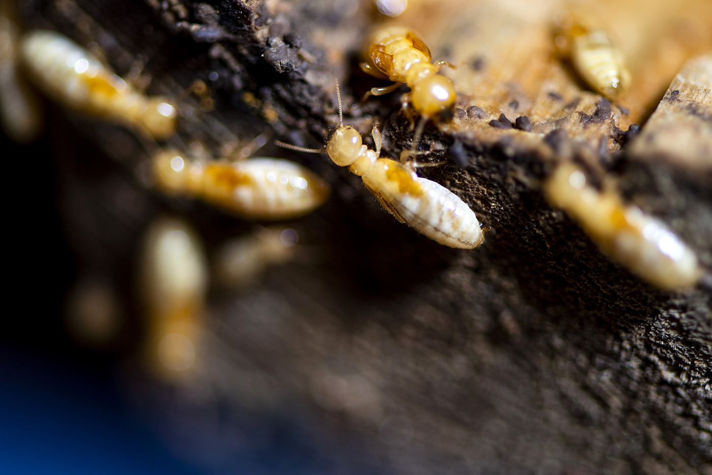 Termite on a piece of wood.