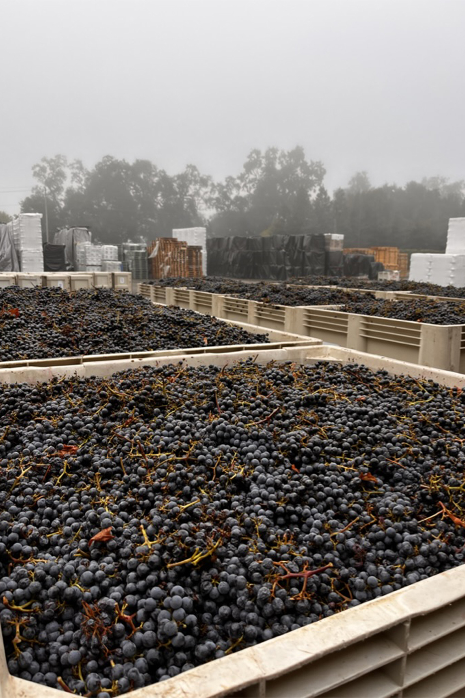 A Napa Valley Co-op Teaches About Wine 'from Grape to Bottle'