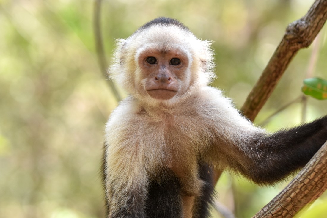 A capuchin monkey in a tree.