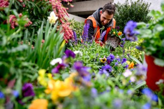 A gardener working on a row of flowers.
