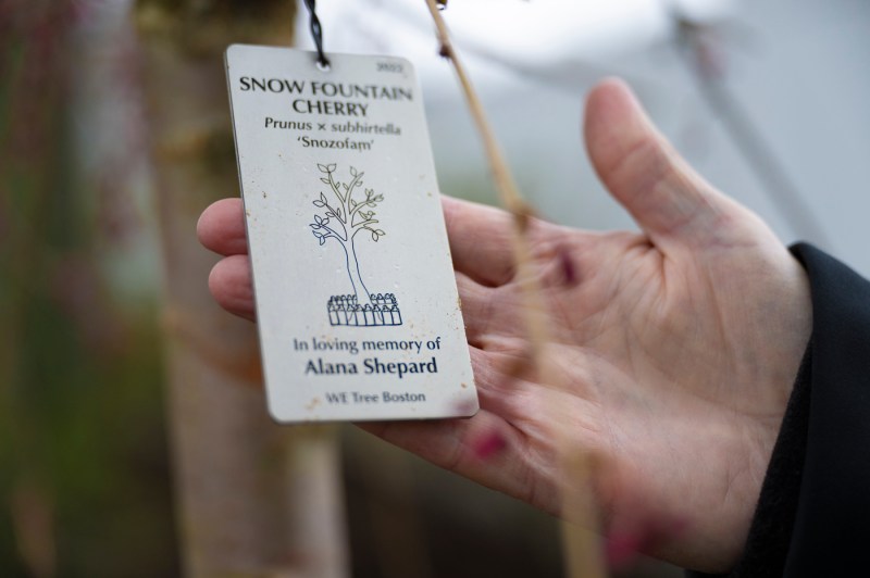 A hand holding up a plant tag reading "Snow Fountain Cherry"