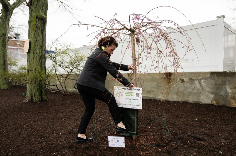 Cathleen Griffin installs a fence around one of the new trees in Boston’s west.