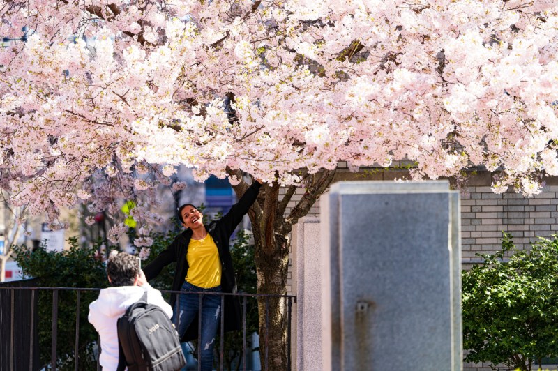 A student posing for a photo underneath a tree with cherry blossoms in full bloom.