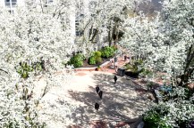 A shot of Snell Quad from above. Callery pear trees blossom with flowers on the quad.