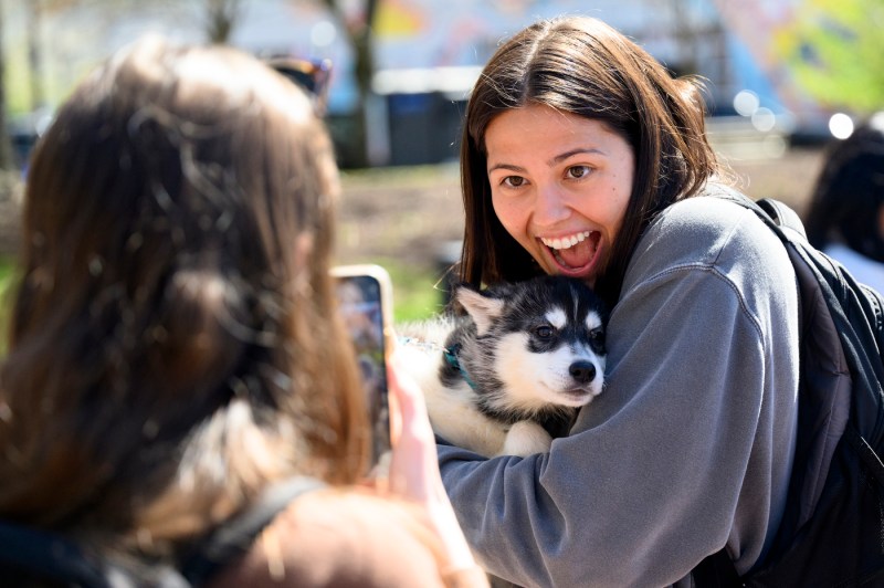 A person wearing a grey-colored sweatshirt takes a picture of another person holding a husky puppy during final exam week.