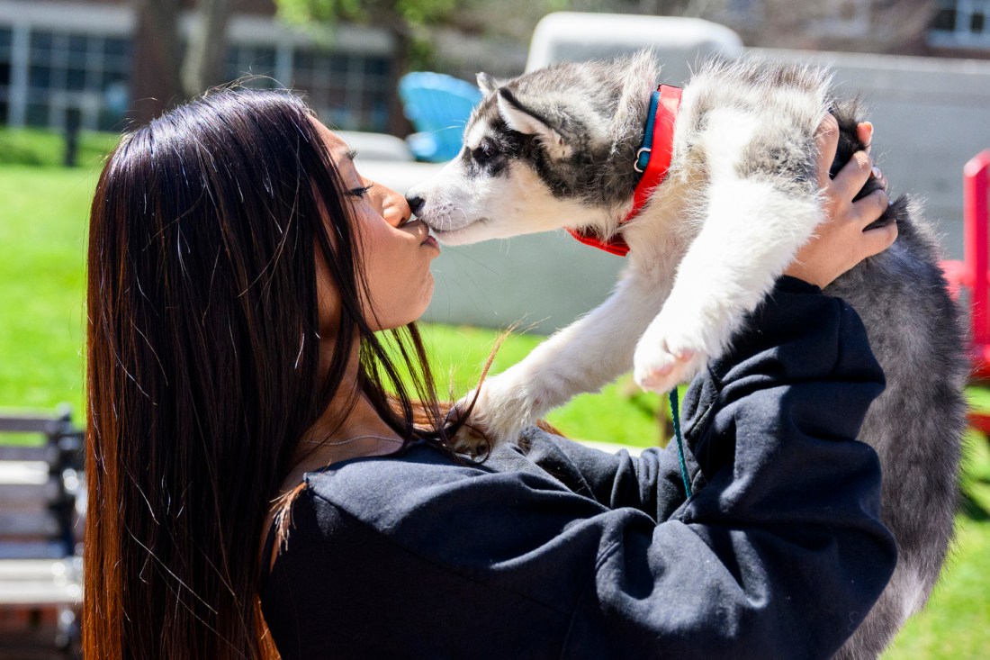 A person kisses a husky puppy outside on a sunny day during final exam week.