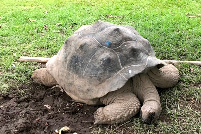 A large tortoise. 