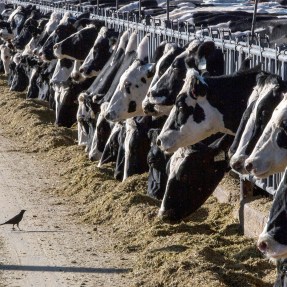 A bird in front of a line of dairy cattle feeding at a farm.