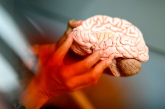 A person holding a model of a brain.