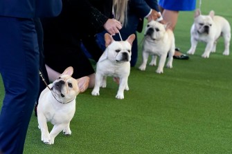 Four white French Bulldogs in a row at a dog show.