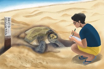 Illustration of Hans Van Der Sande squatting in front of a tortoise making observations.
