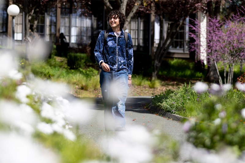 A person wearing a blue jacket and jeans walks through a path surrounded by flowers.