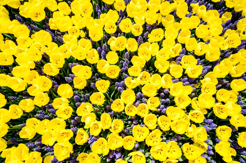 A birds-eye view of yellow flowers in bloom.