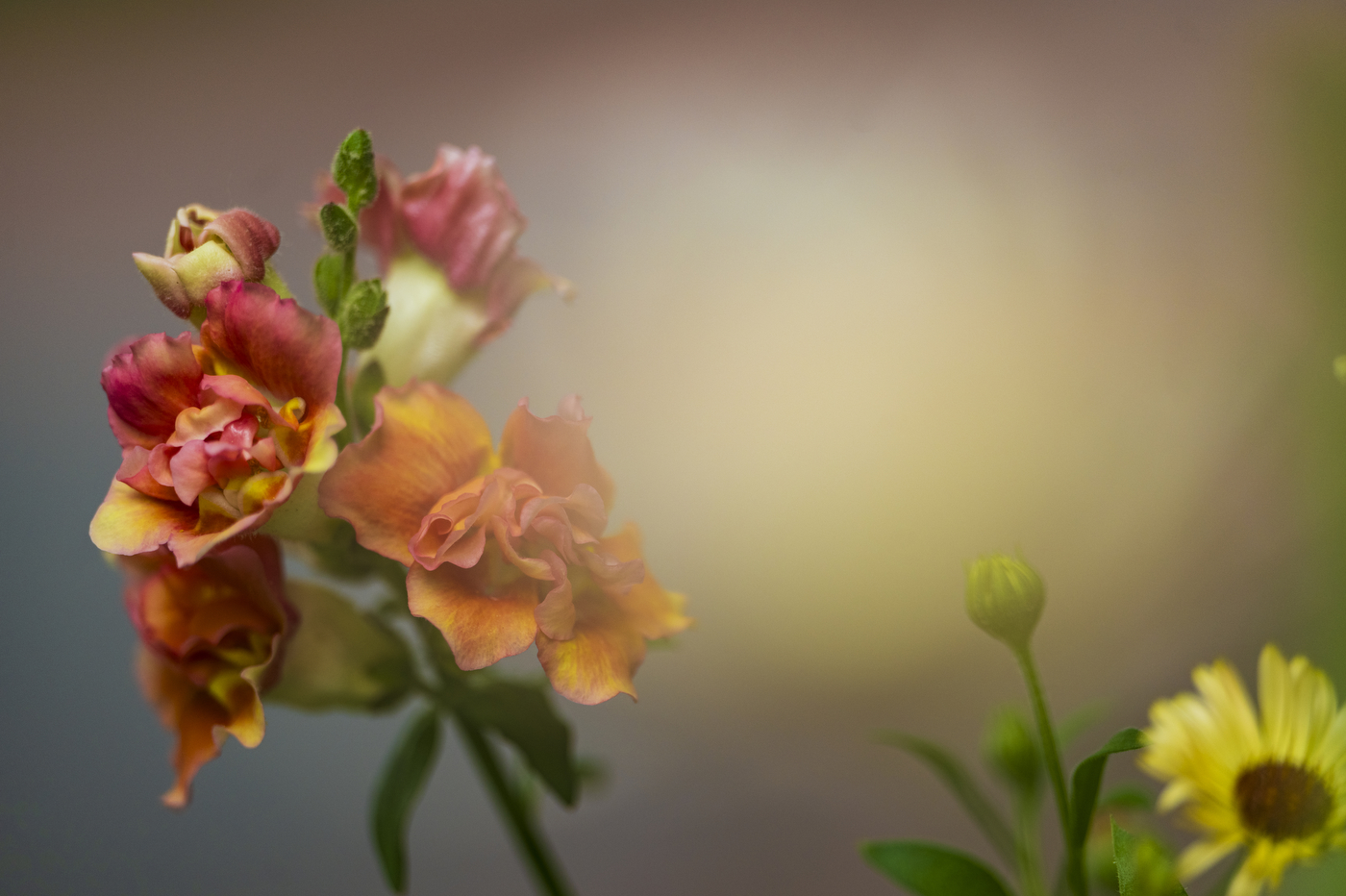 A multiple-colored set of flowers.