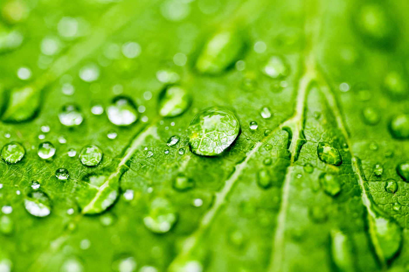 A close-up of water droplets on a leaf.