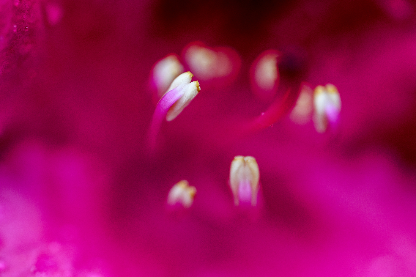 A zoomed-in image of a vibrant, pink flower.