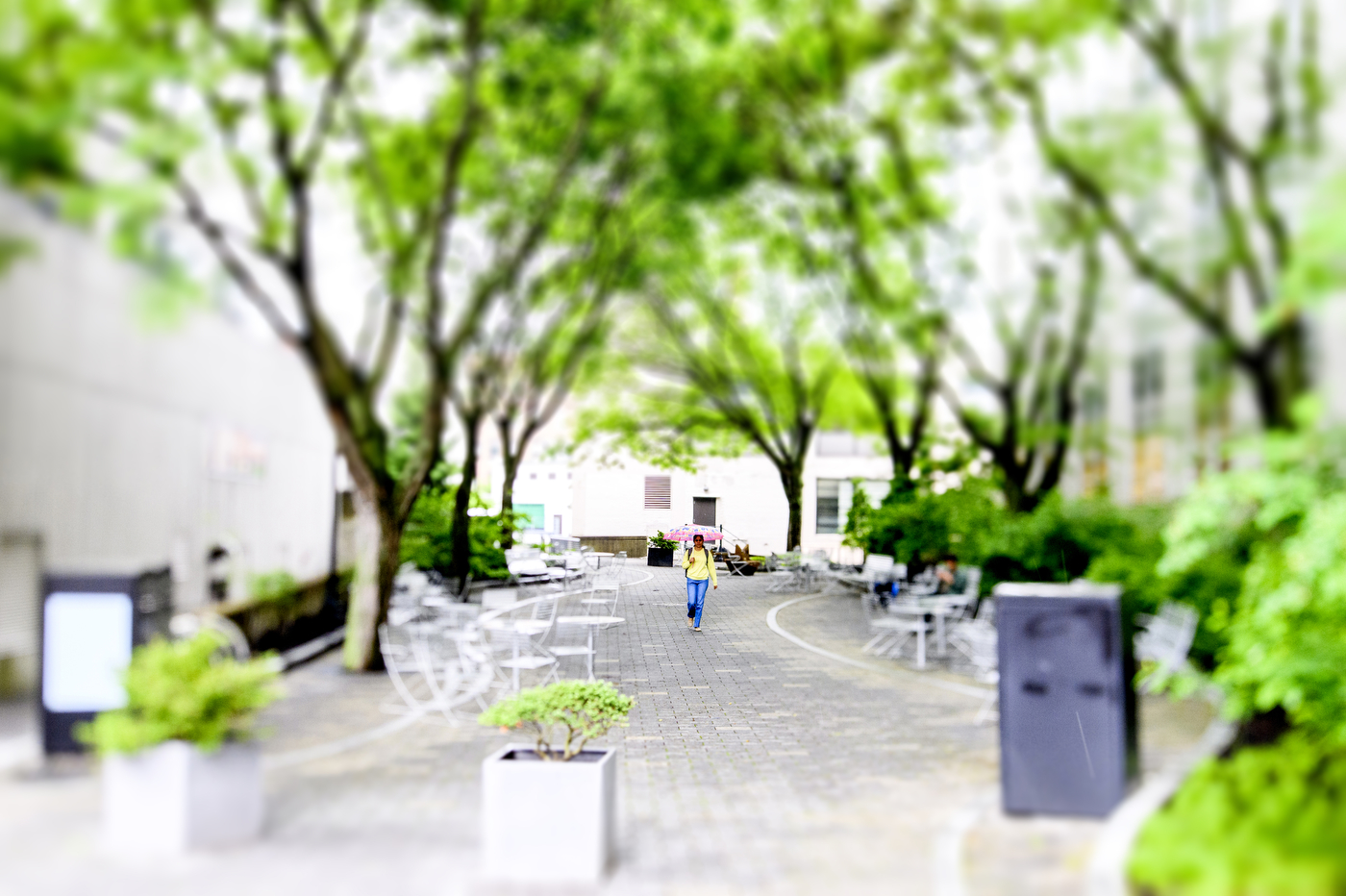 A person walking outside through a row of trees.